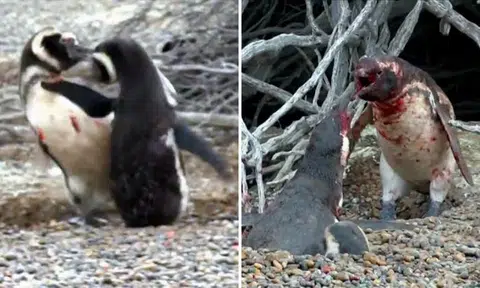 Bloody battle ensues after penguin comes home to find wife with someone else