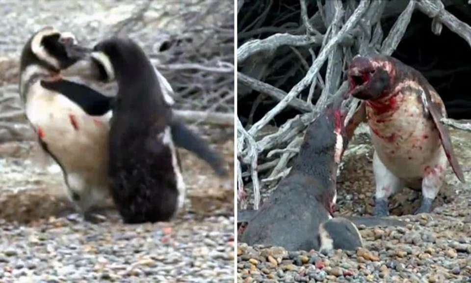 Bloody battle ensues after penguin comes home to find wife with someone else