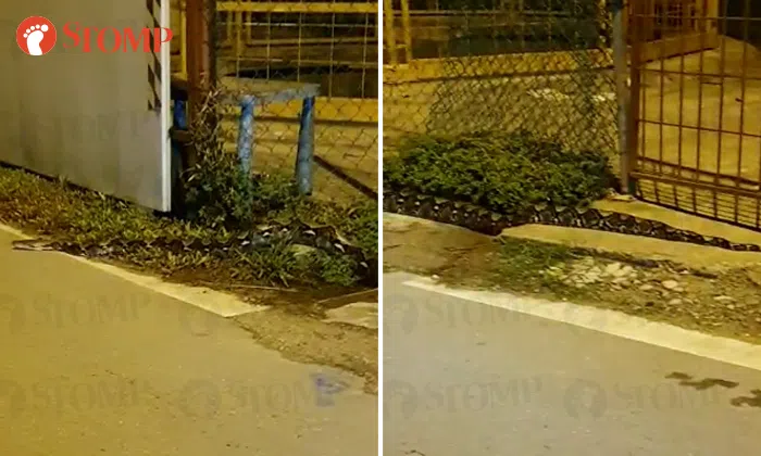 6 Meter Python Cyclists encounter magnificent python that's 'around 7 feet long' at ...