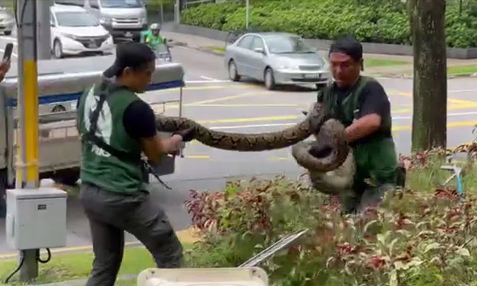 Two NParks officers handling the python. PHOTO: SINGAPORE WILDLIFE SIGHTINGS/FACEBOOK