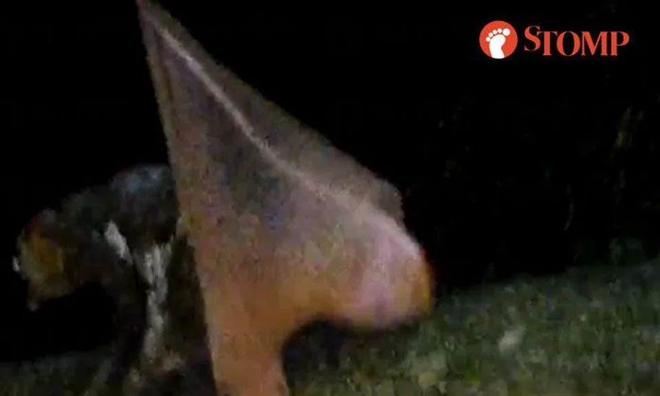 What is this flying creature at MacRitchie Reservoir? It has a triangular flap on its butt