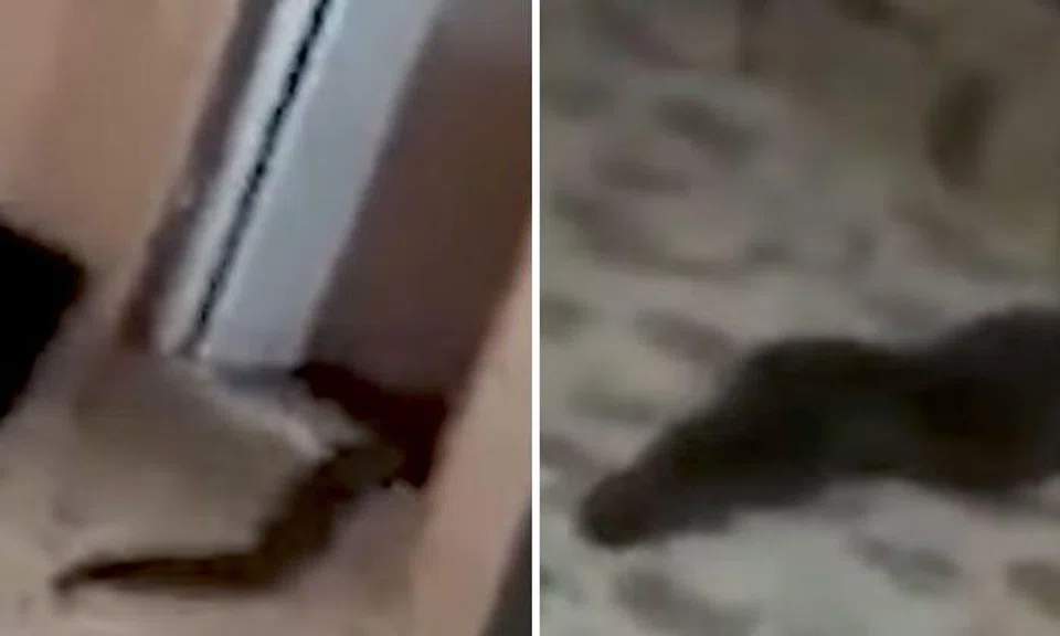 Mysterious eel-like creature crawls out of toilet in Malaysian home
