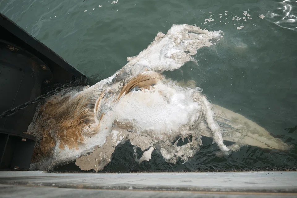 The Lee Kong Chian National History Museum at NUS said the cause of the baleen whale's death is unclear. PHOTO: LEE KONG CHIAN NATURAL HISTORY MUSEUM, NUS