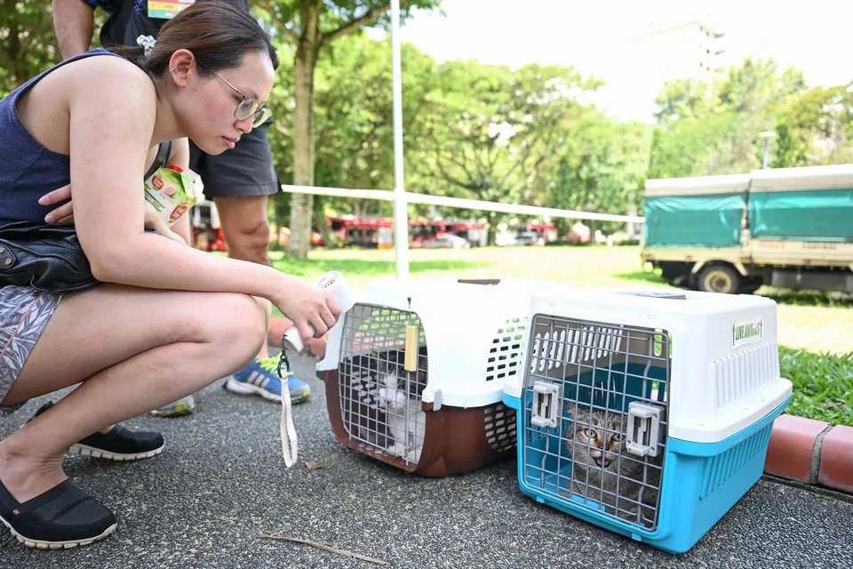 Ms C N, 30, with her two cats Dang Dang, 7, and Mako 5. ST PHOTO: SHINTARO TAY