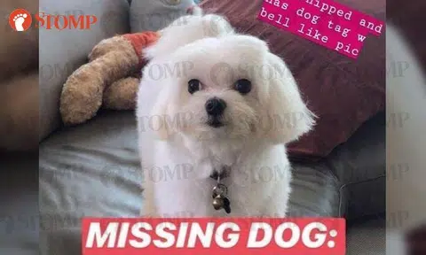 Family looking for beloved dog that ran out of home at Shangri-la Walk on Valentine's Day