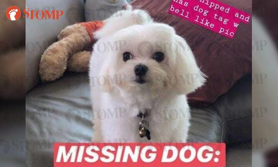 Family looking for beloved dog that ran out of home at Shangri-la Walk on Valentine's Day