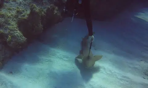 Diving instructor saves shark's life by removing 12-inch knife from its head