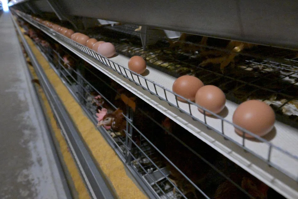 Like the product itself, the egg industry is a fragile one.