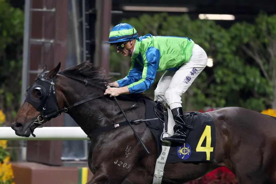 The Jamie Richards-trained Lucky Touch (Zac Purton) scoring his first and only win in the Class 4 Lung Cheung Handicap (1,650m) at Happy Valley on Nov 13, 2024. The son of Sweynesse will be running over his winning trip again, in the Class 3 Rhine Handicap at Happy Valley on May 28 with Alexis Badel on board.