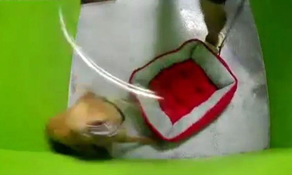 Dog training centre K9 Connection under investigation after viral dog abuse video