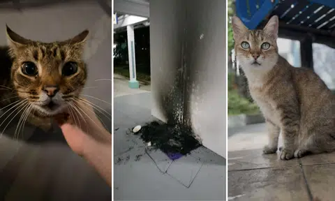 Man, 67, arrested for setting fire to cat dwellings in Bukit Batok: 'Crazy or what?'