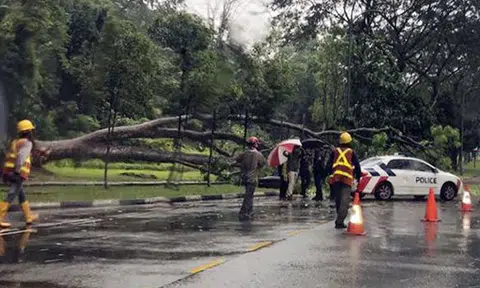 5-year-old Spanish boy dies in hospital after tree falls on him at Bukit Timah