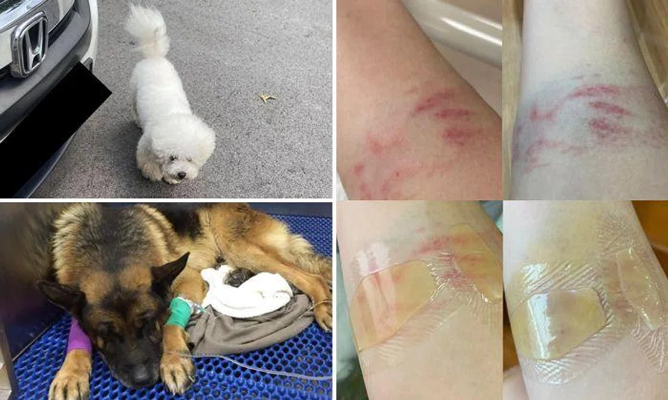 AVS investigating case of unleashed Bichon Frise attacking German Shepherd and woman