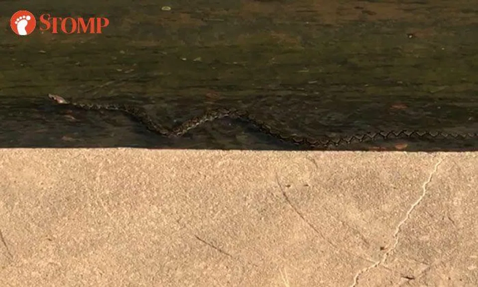 Python takes refuge from heat in water at Toa Payoh North canal | STOMP