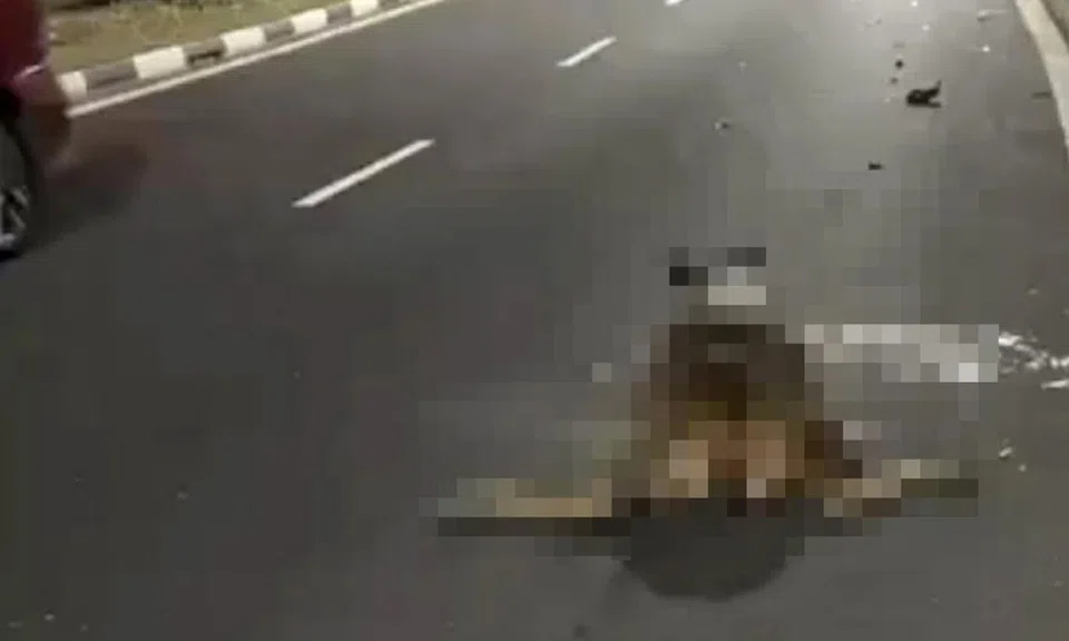 A video posted in a private Telegram group showed a video of the deer on the ground, with glass shards surrounding it.