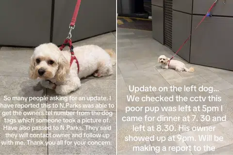 'Irresponsible owner': Netizens riled as dog left outside mall for hours