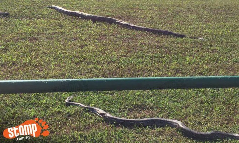 What happened? 2 large pythons found dead at Lim Chu Kang Road