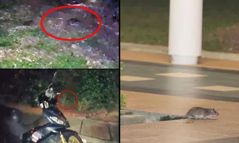 Rat infestation at Bedok North Blk 551 leaves residents frustrated: They even damaged motorcycles