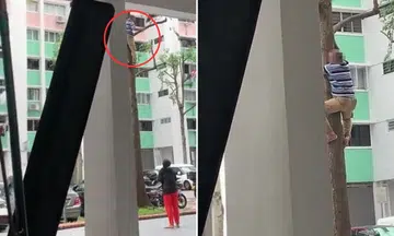 man climbs tree to retrieve laundry pole at jurong hdb