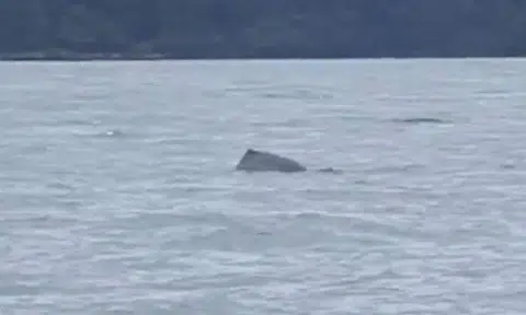 Pod of wild dolphins spotted in S'pore waters just off Sisters' Islands