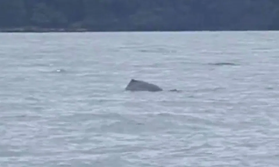 Pod of wild dolphins spotted in S'pore waters just off Sisters' Islands