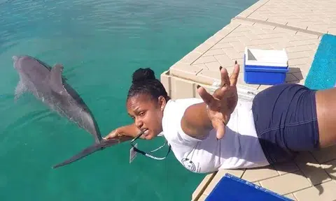 Wait what? Dolphins take on the mannequin challenge!?