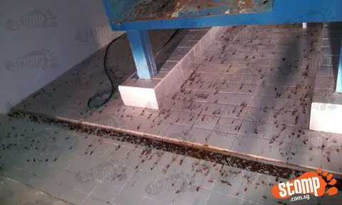 The sight of hundreds of dead cockroaches found at Blk 780 Woodlands Crescent will give you goosebumps