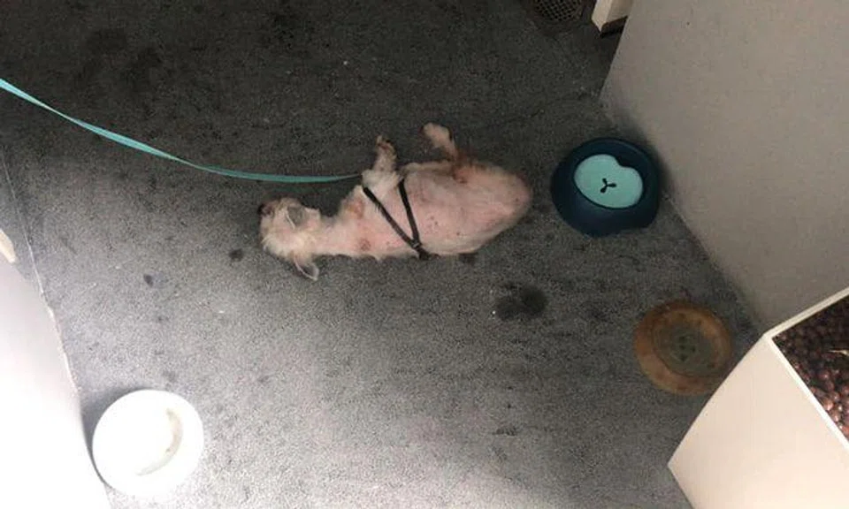 Dog leashed and left outside Holland Village condominium unit, SPCA investigating