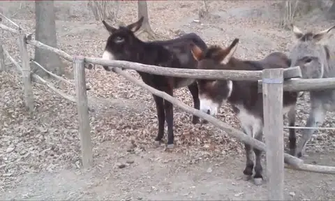 Polite donkey helps friends escape through a fence, wins netizens' hearts