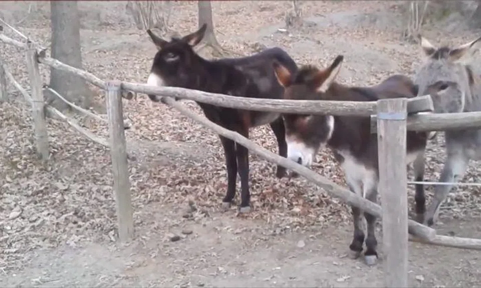 Polite donkey helps friends escape through a fence, wins netizens' hearts