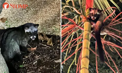 Civet cat greets Stomper on his way home outside Redhill MRT station