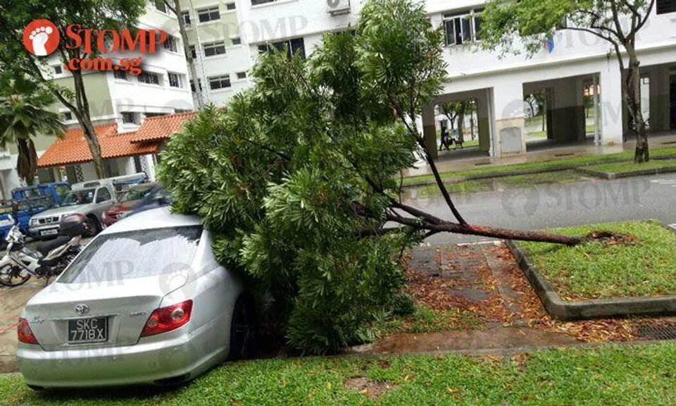Tree falls on Toyota at Jurong West St 81 carpark