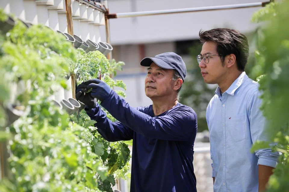 Mr Tham’s father, Mr Ray Tham, helps his son maintain his farms.