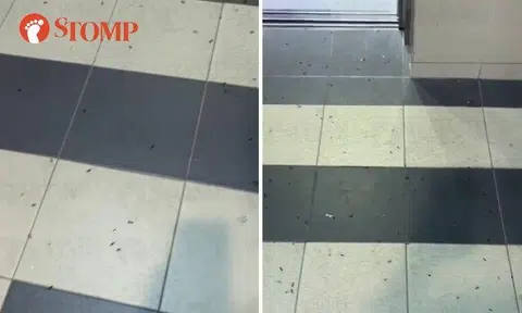 A resident was disturbed to see "a lot of big ants" at lift lobby A of Block 213 Marsiling Crescent.