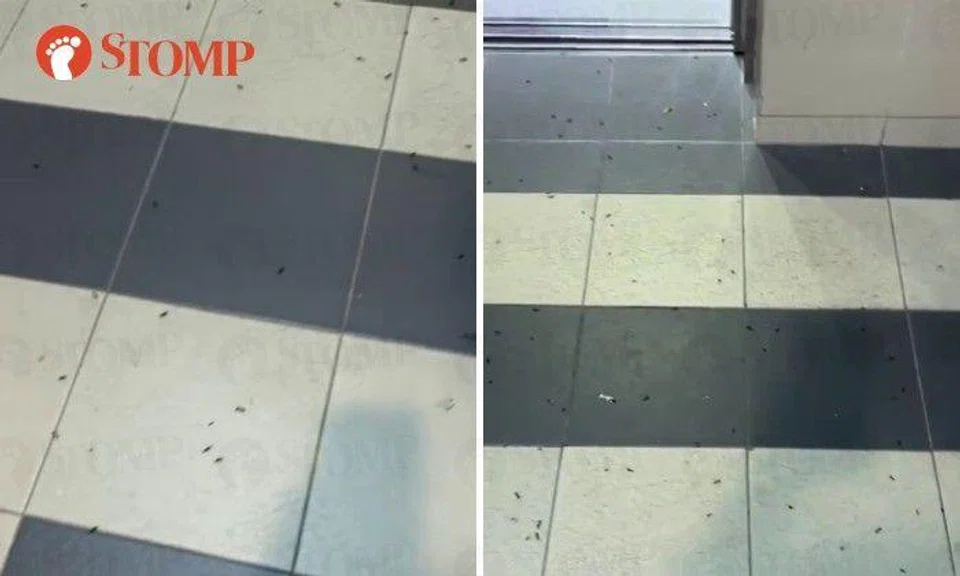 A resident was disturbed to see "a lot of big ants" at lift lobby A of Block 213 Marsiling Crescent.