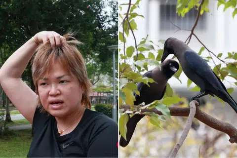 Tampines residents report attacks by crows after nests removed