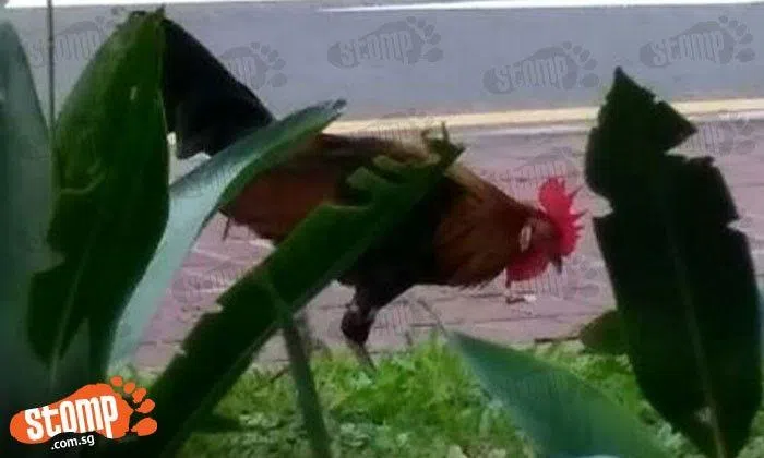Overly-attached rooster just keeps coming back to Bukit Merah Central ...