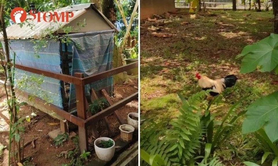 Stomper Anonymous shared a video tour of the ground floor of the block where several birds can be seen inside a large coop in the turf area.