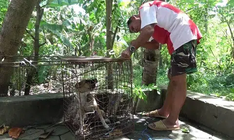 Love satay and Bali? Beware of eating dog meat there