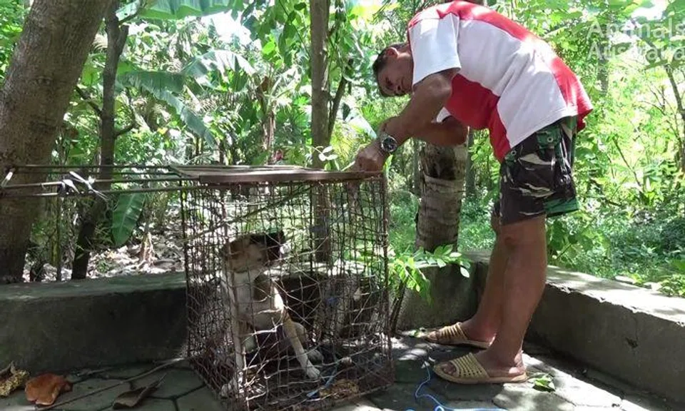 Love satay and Bali? Beware of eating dog meat there