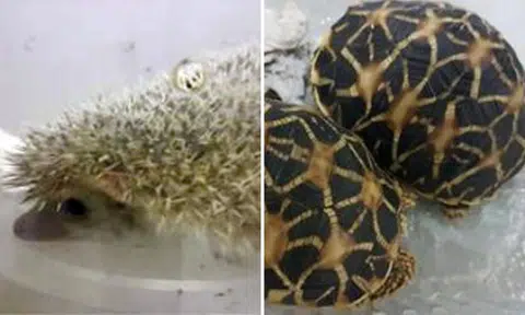 Man who sold illegal wildlife and transported them in plastic containers fined $6,600