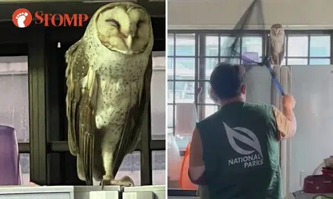 Owl flies into kitchen in Sembawang Crescent, lands on top of fridge and just stays there until...