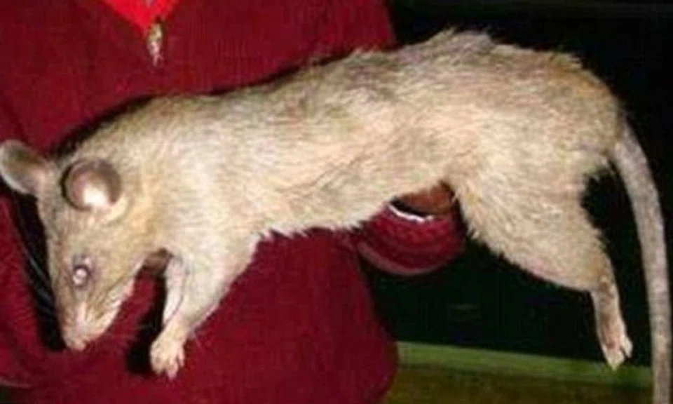 Photo: The Daily Mail. A giant rat in South Africa, much like the ones which are thought to have killed the three-month-old infant at the weekend.