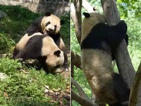 Singapore-born giant panda Le Le got into a fight with an enclosure mate on April 18.