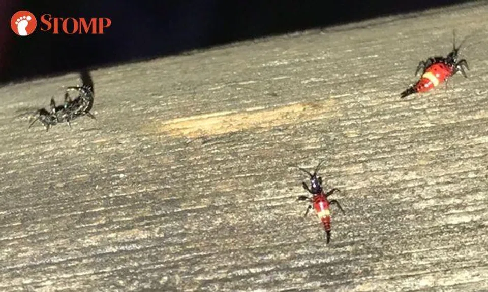 Lau Lup encounters 'exotic-looking scorpions' on coconut tree in Hougang
