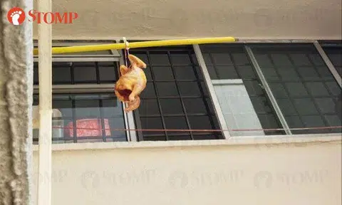 Chicken hanging from bamboo pole outside Rowell Road flat: 'What special dish are they making?'