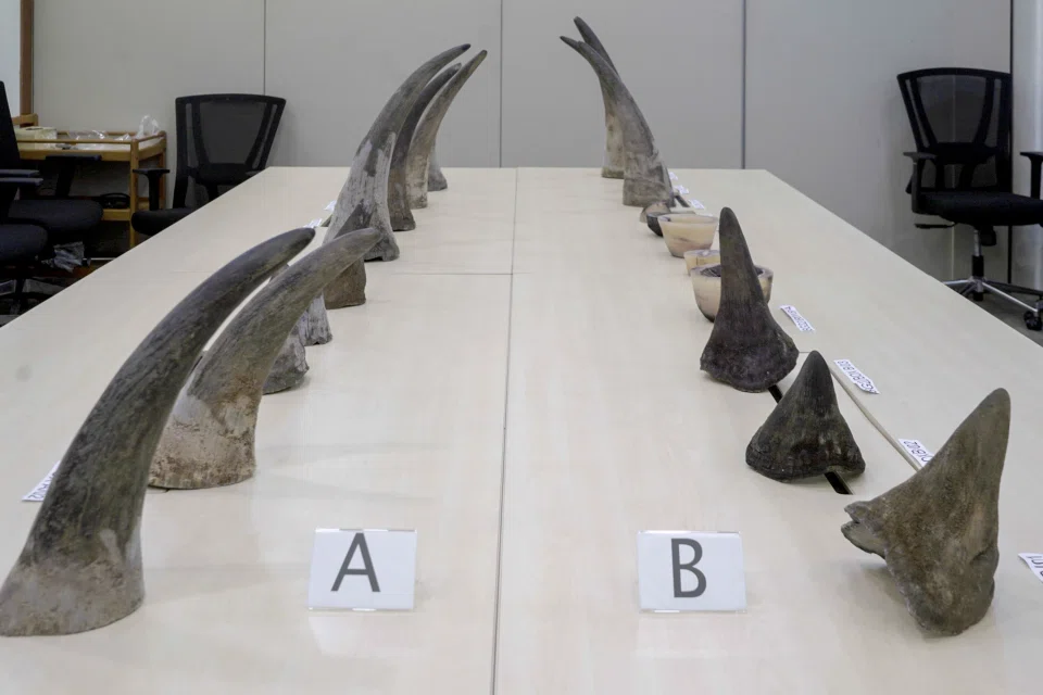 Seized rhinoceros horns in October 2022.