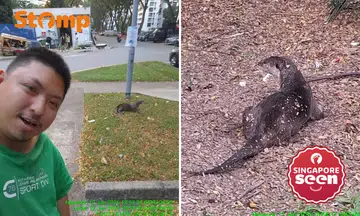 Stomper snaps wefie with otter in Toa Payoh: 'I treat them as family'
