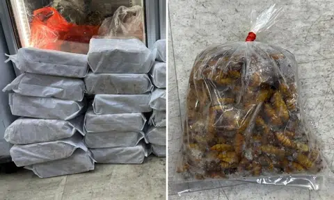Beetles, snails among illegally imported Thai food products seized at Golden Mile Tower and City Gate