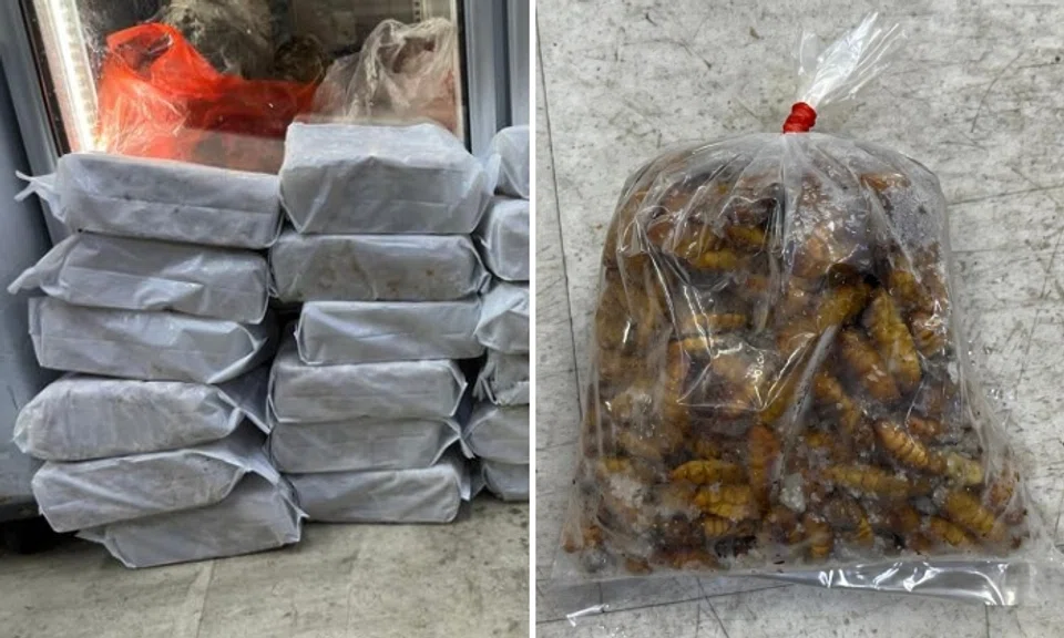SFA officers found illegally imported processed and raw meat as well as insect products from Thailand for sale at four of the establishments. These include chicken, beef, pork, beetles and snails.
